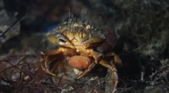 7 Zombi de animale absolut reali